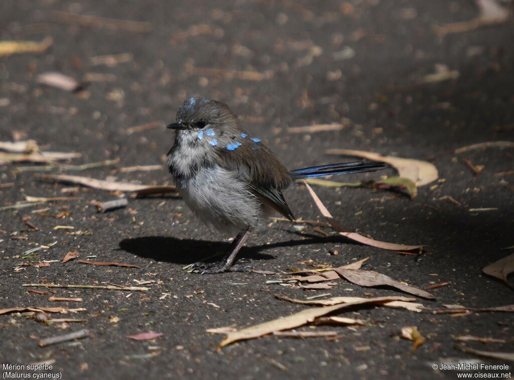 Superb Fairywren male