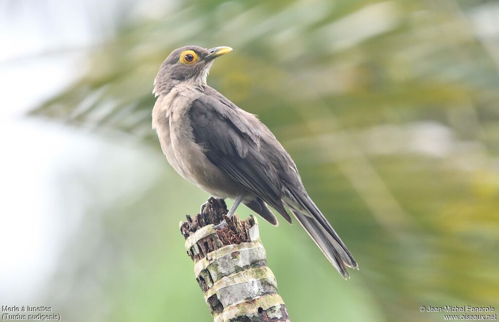 Spectacled Thrush