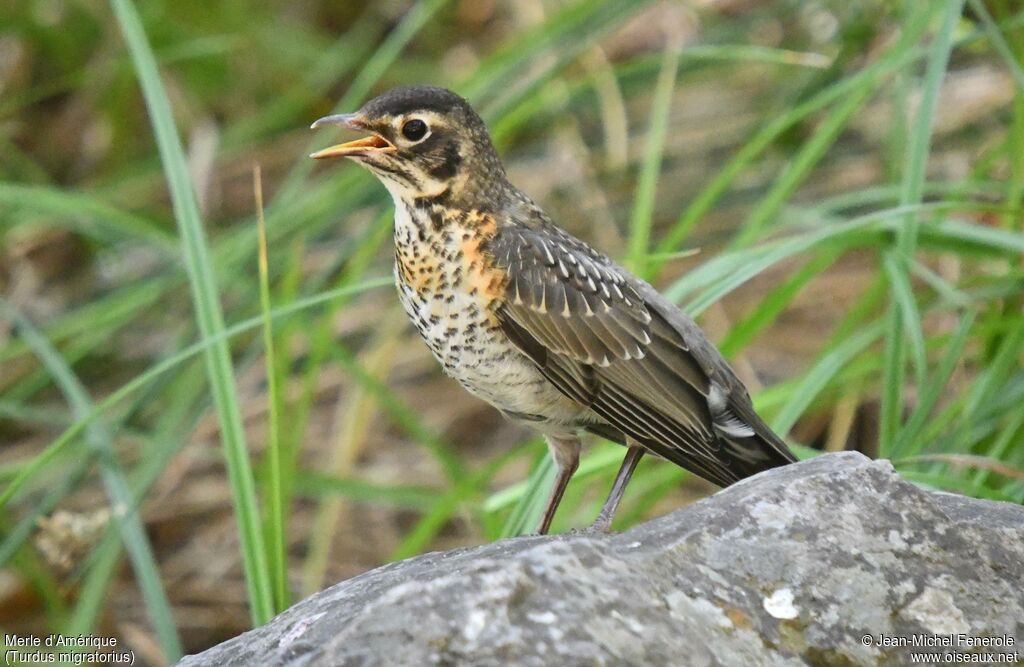 American Robinjuvenile