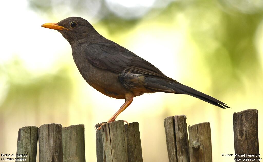 Merle du Karroo - Merle de Smith<br />