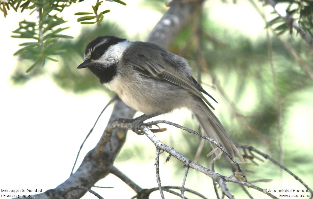 Mésange de Gambel