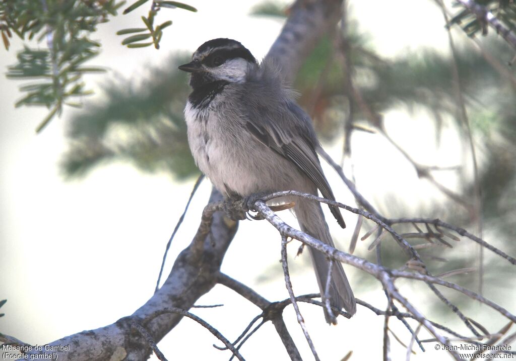 Mésange de Gambel