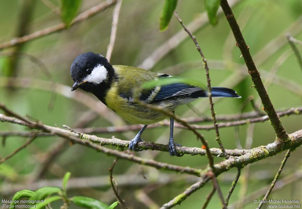 Mésange montagnarde