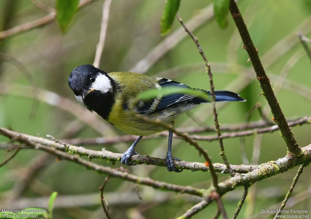 Mésange montagnarde