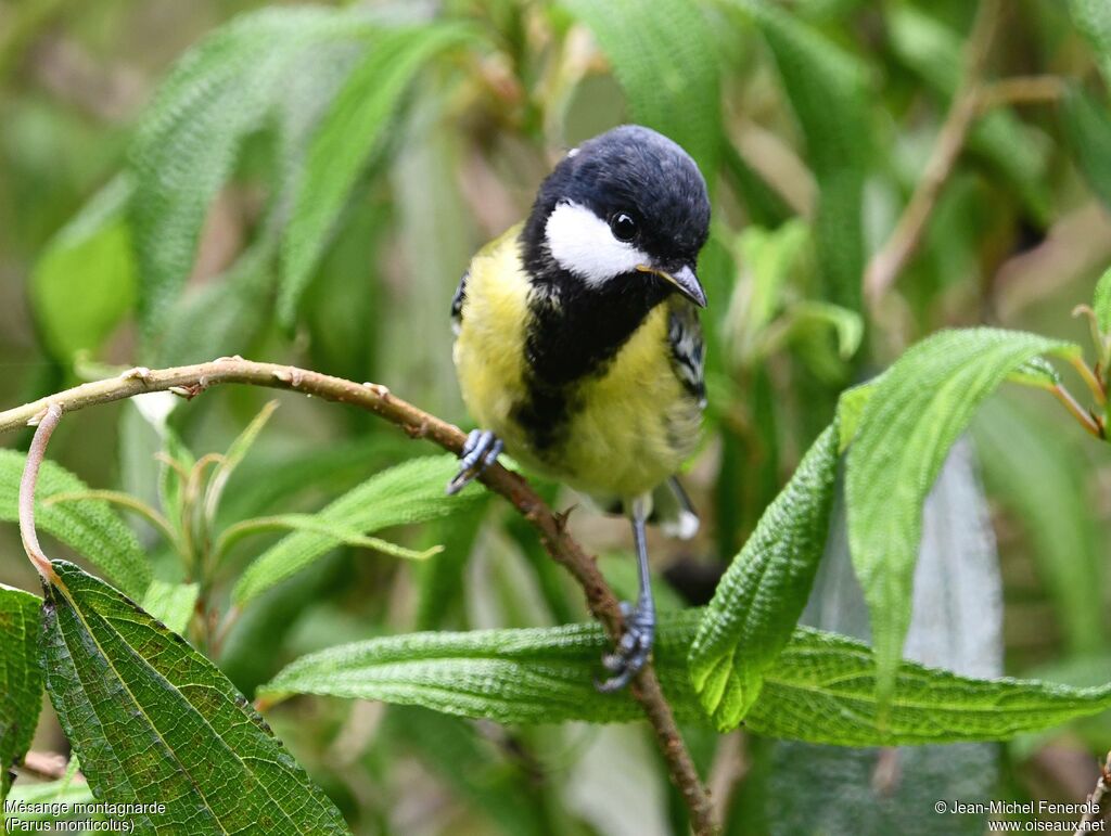 Mésange montagnarde