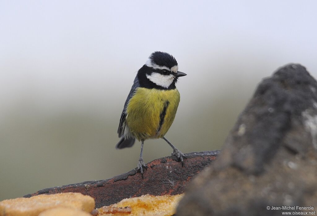 African Blue Tit