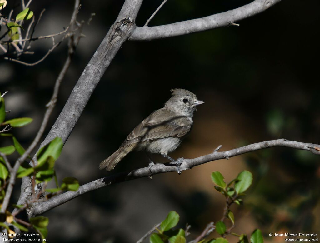 Mésange unicolore