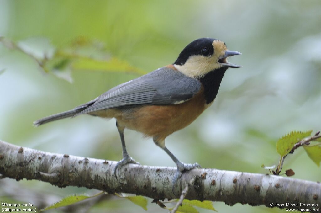 Mésange variée