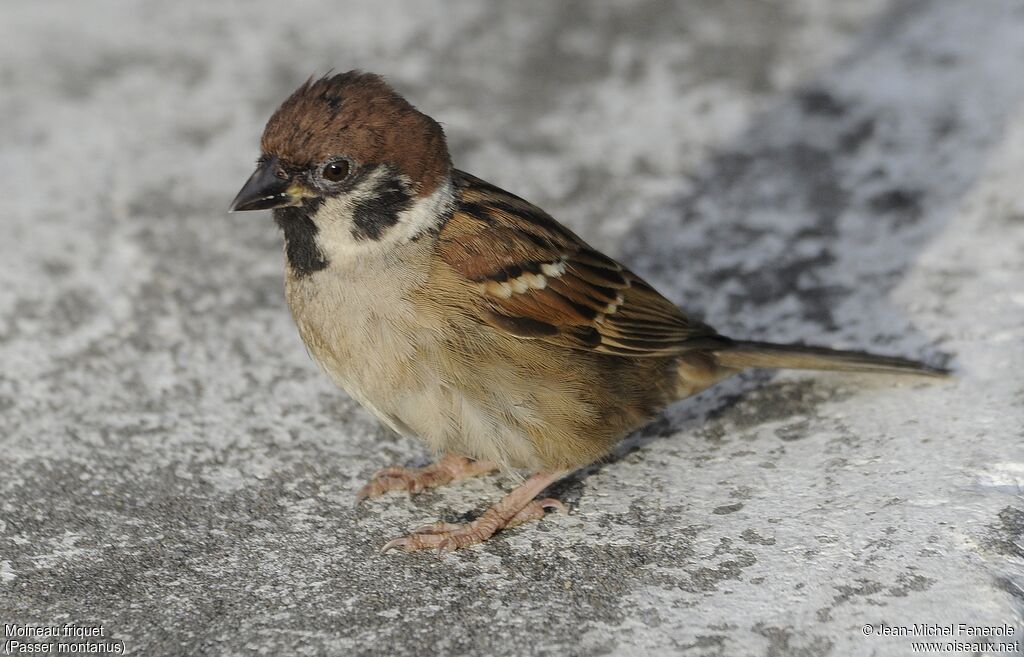Eurasian Tree Sparrow