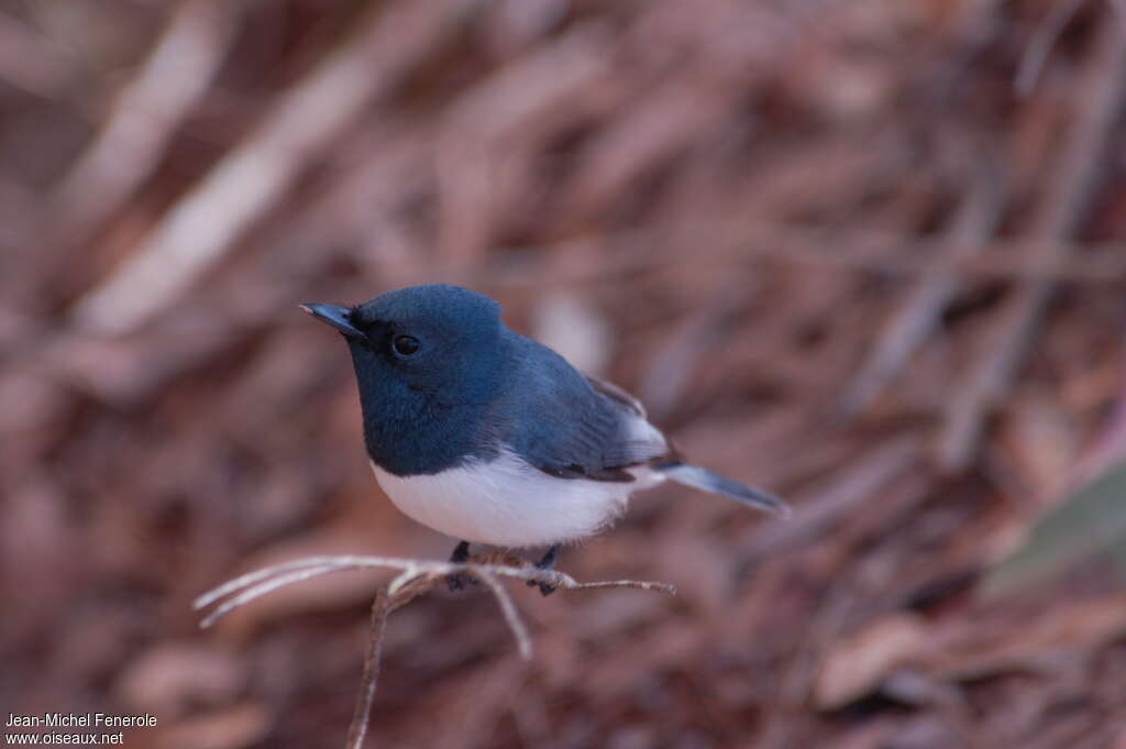 Leaden Flycatcher male adult