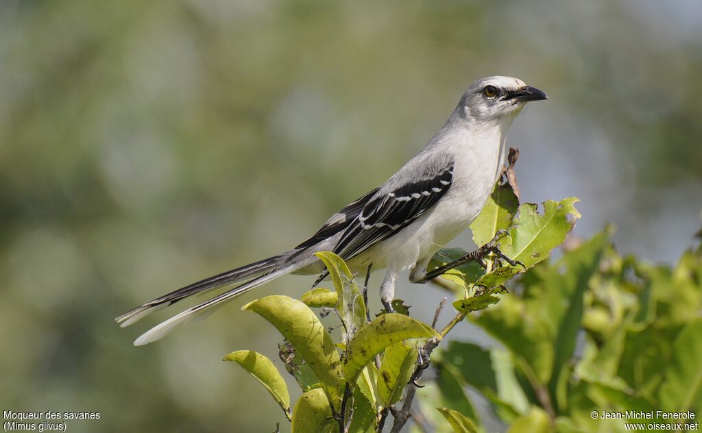Tropical Mockingbird