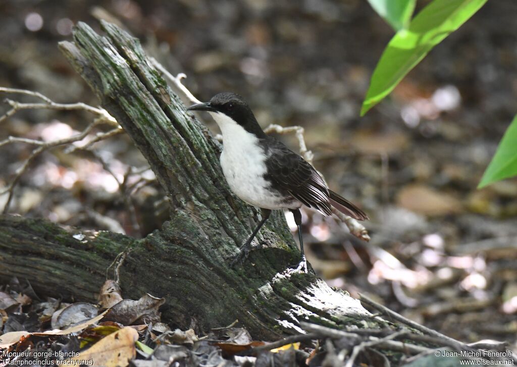 Martinique Thrasher