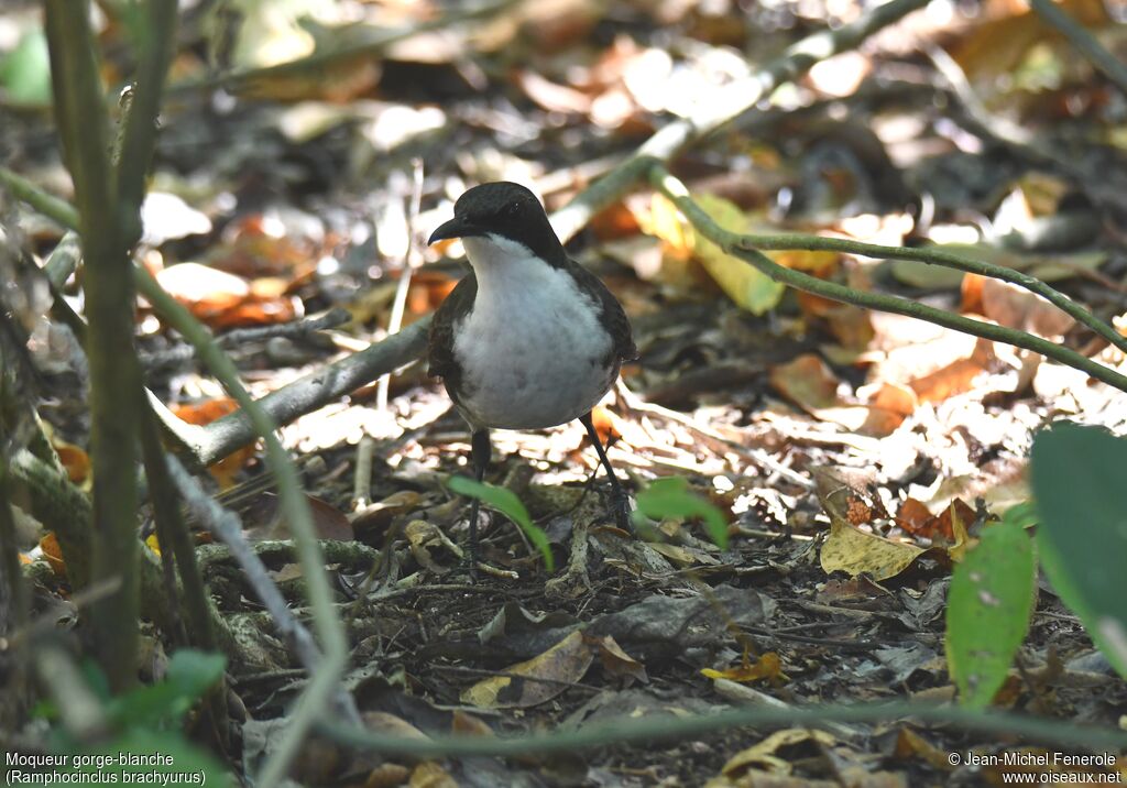 Martinique Thrasher