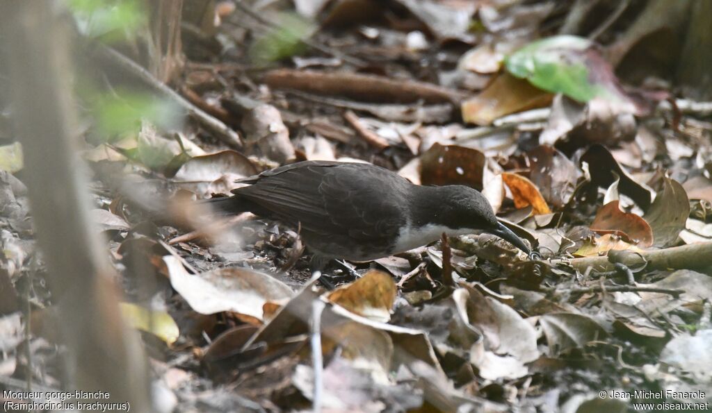 Martinique Thrasher