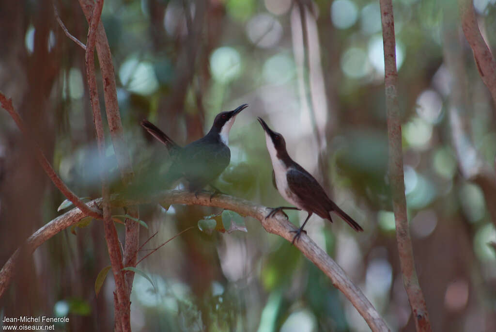 Martinique Thrasheradult, pigmentation, courting display