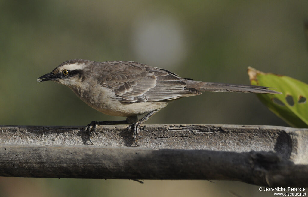 Chalk-browed Mockingbird
