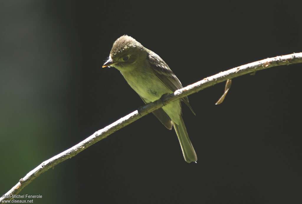 Western Flycatcheradult