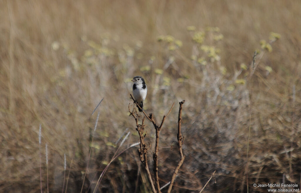 Cock-tailed Tyrant male adult