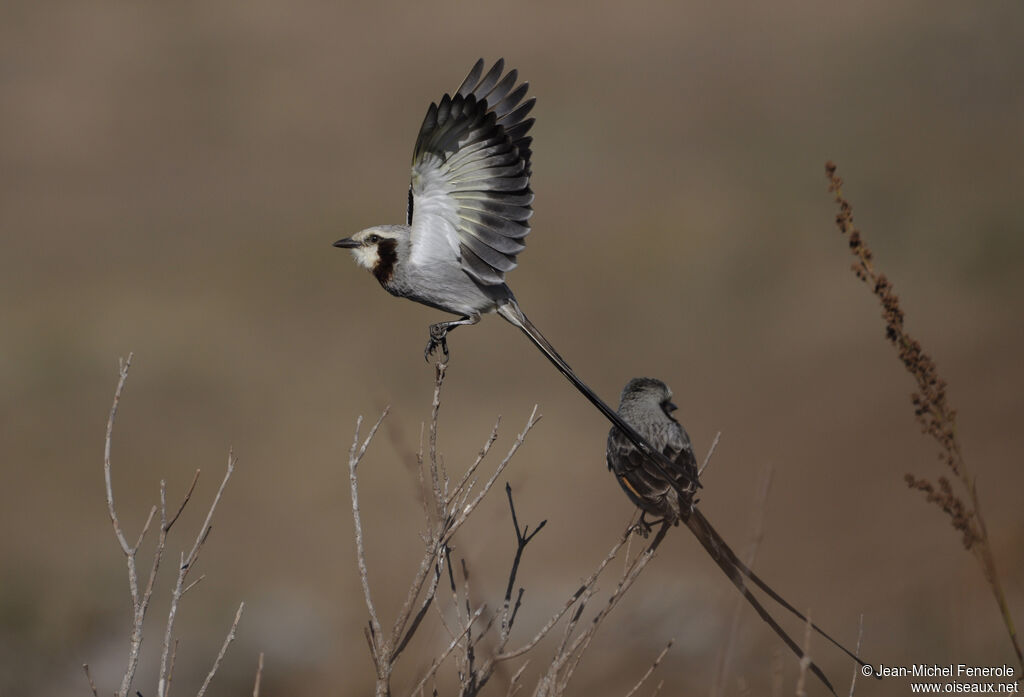 Streamer-tailed Tyrant adult