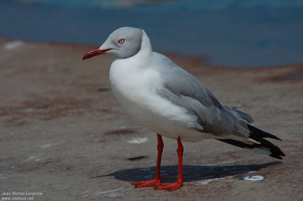 Grey-headed Gulladult breeding, identification