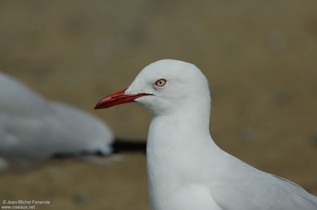 Mouette argentée