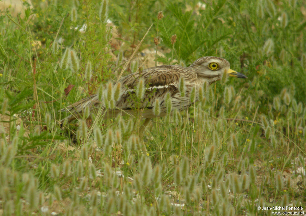 Eurasian Stone-curlewadult