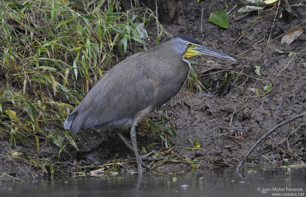 Bare-throated Tiger Heron