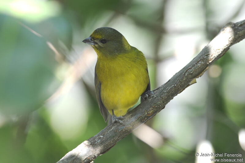 Violaceous Euphonia - Pictures, page 1
