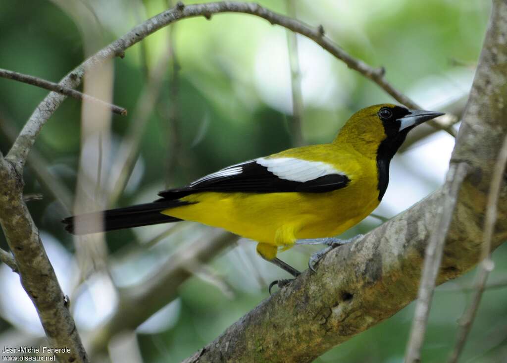 Jamaican Oriole