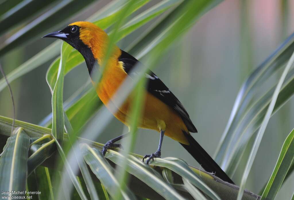 Hooded Oriole