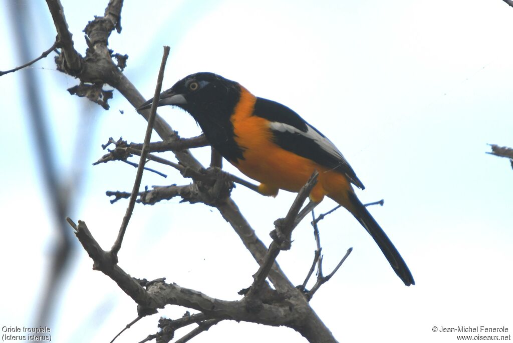 Venezuelan Troupial