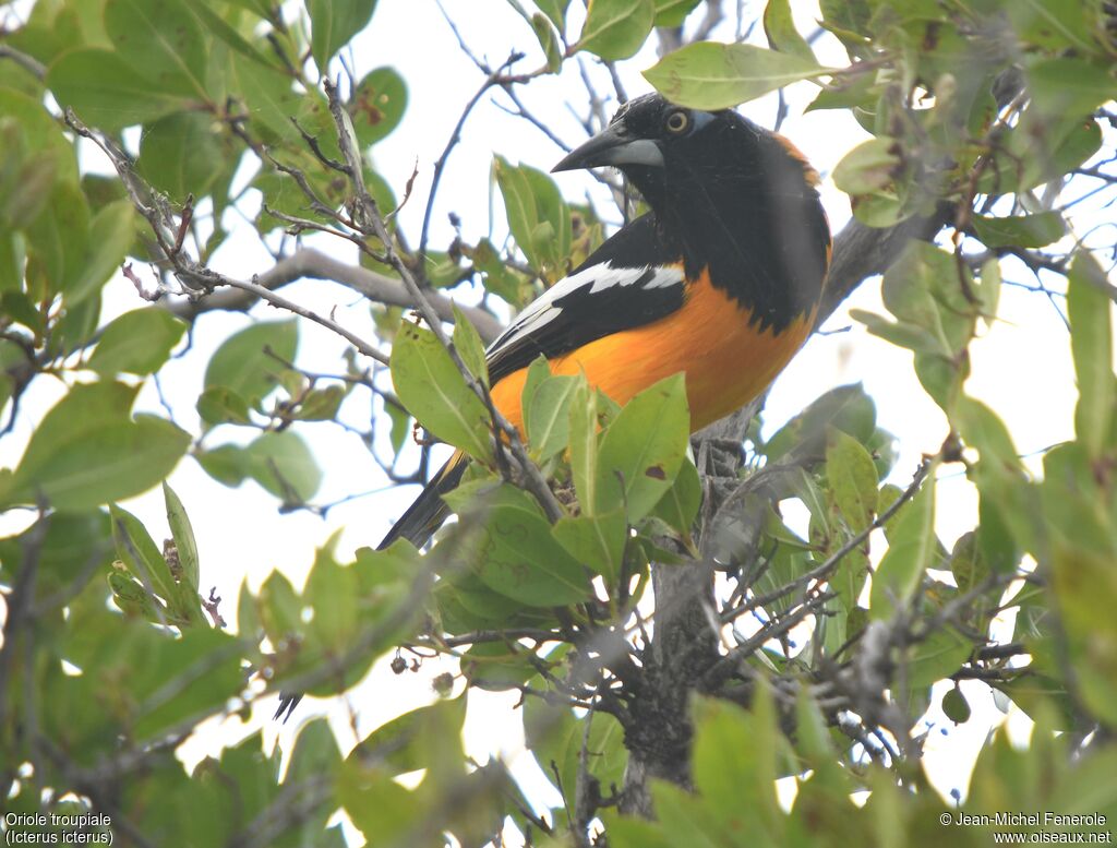Oriole troupiale