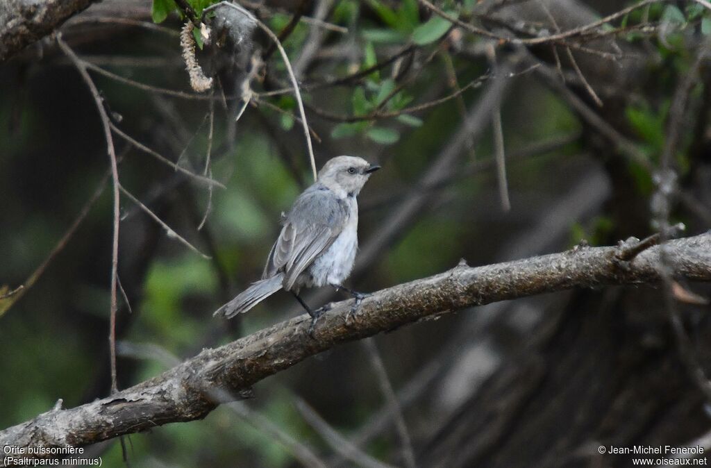 American Bushtit
