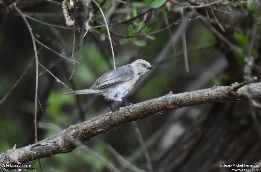 American Bushtit
