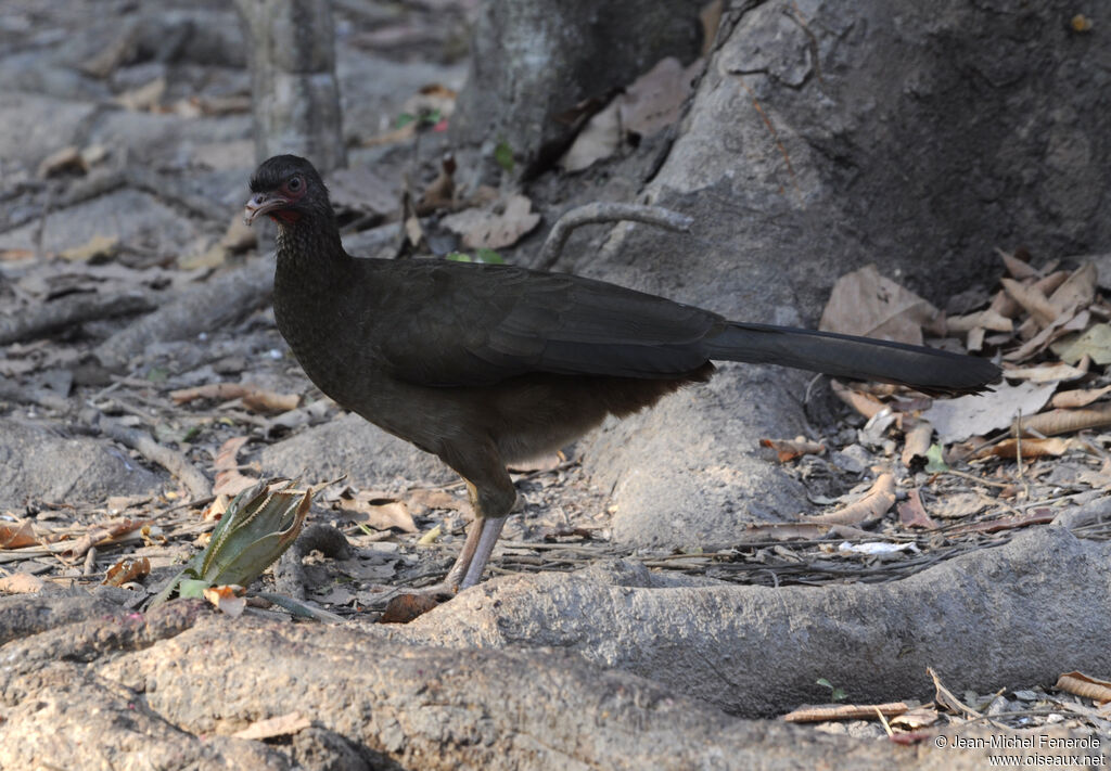 Ortalide du chaco