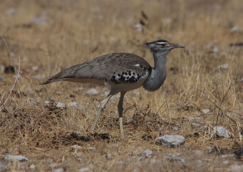 Outarde koriadulte, identification