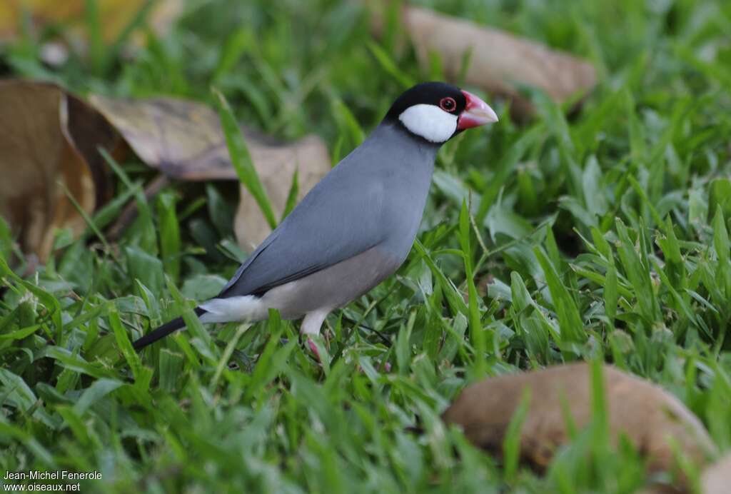 Padda de Javaadulte, identification