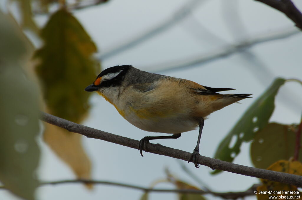 Pardalote à calotte noire