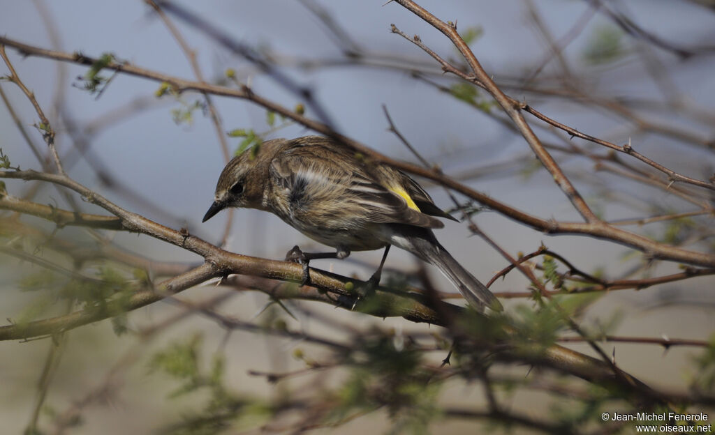 Myrtle Warbler