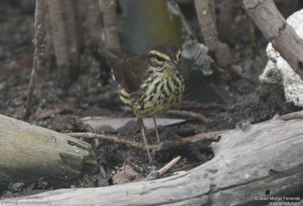 Paruline des ruisseaux