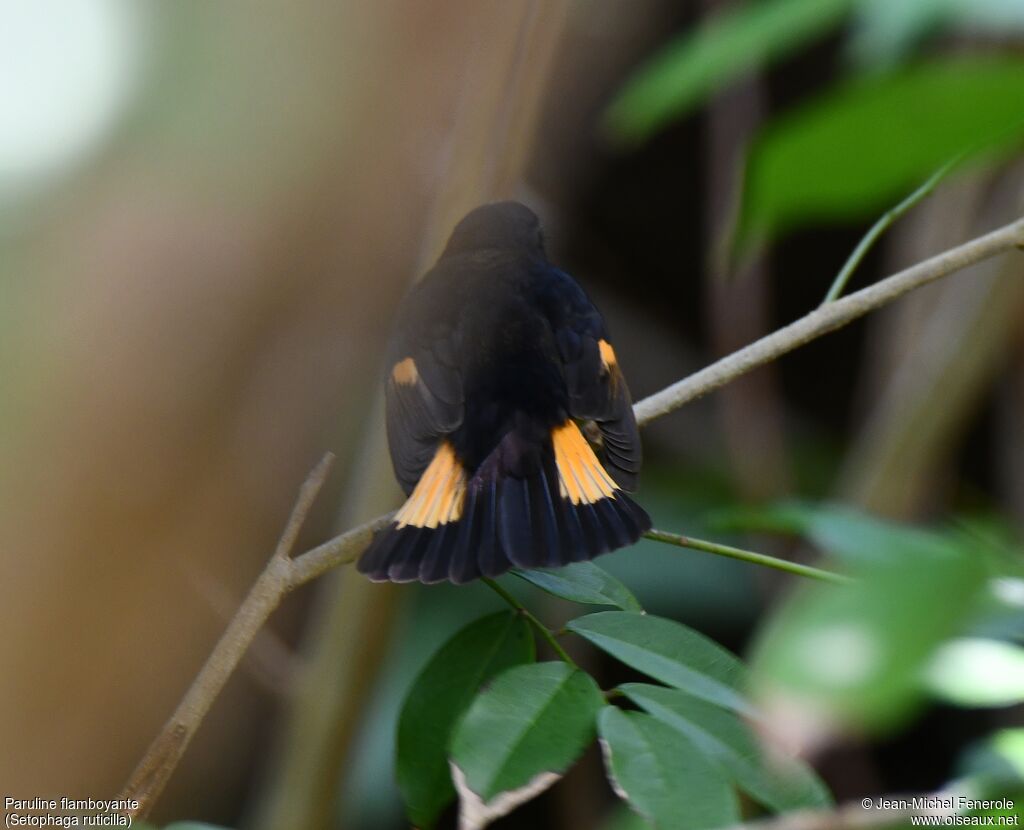 Paruline flamboyante