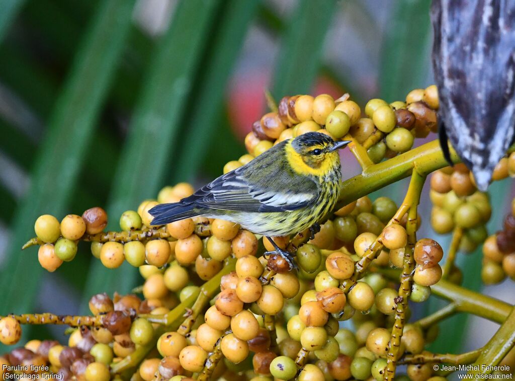 Paruline tigrée