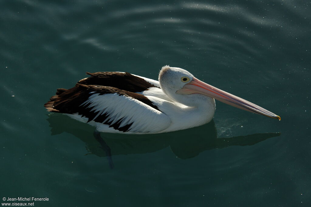 Australian Pelican