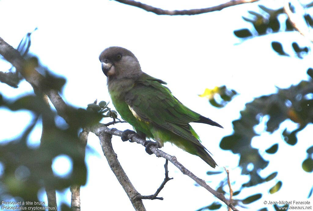 Perroquet à tête brune