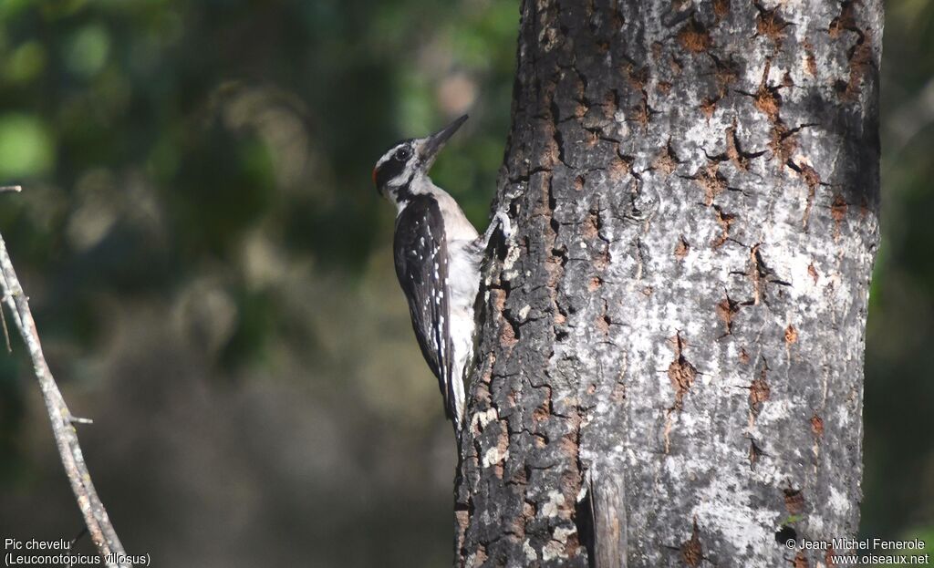 Hairy Woodpecker