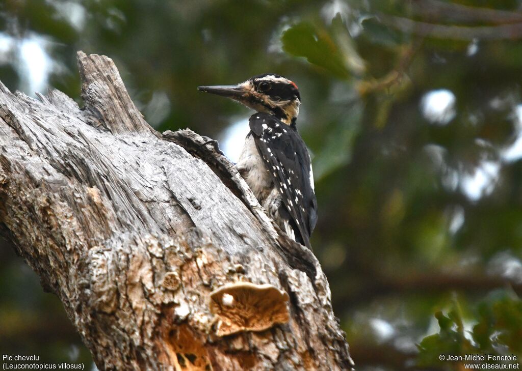 Hairy Woodpecker