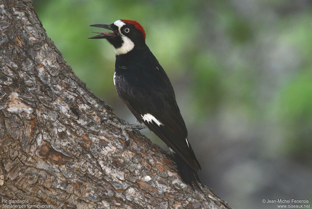 Acorn Woodpecker