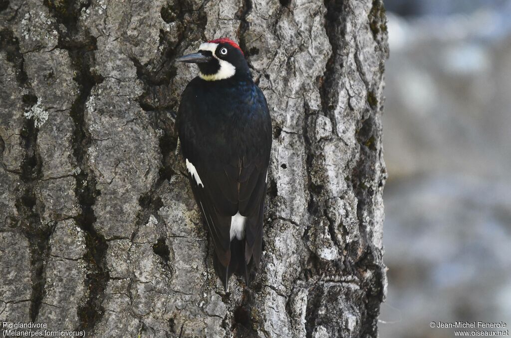 Acorn Woodpecker