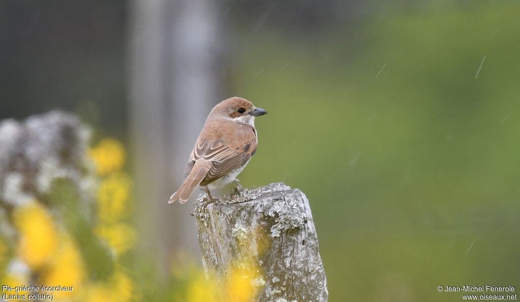 Red-backed Shrike