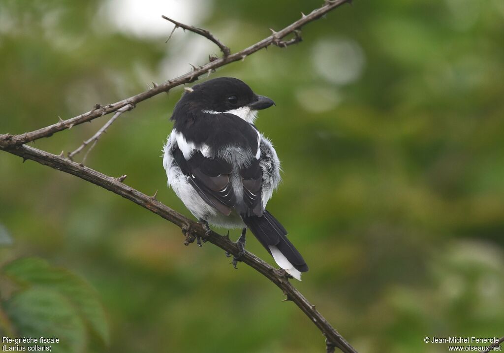 Pie-grièche fiscale